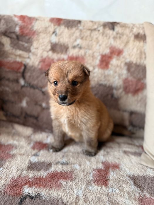 Милая маленькая девочка ищет дом