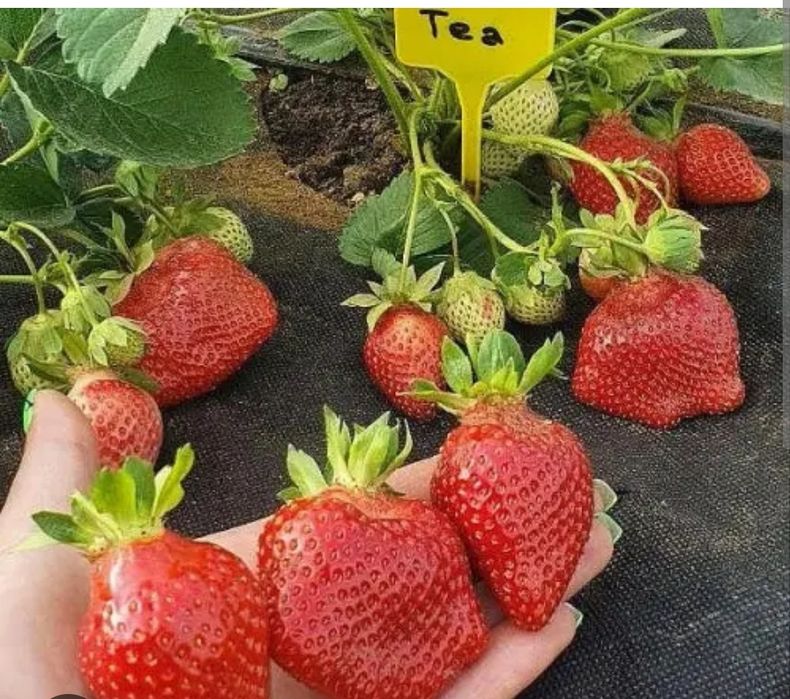 Талия клубника eCookie.ru