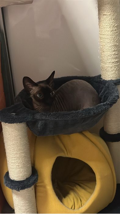 Pet sitter, pensiune pisici