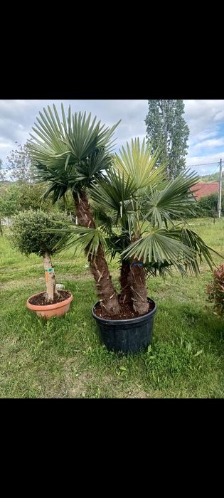 Magnolia Palmier Pin Brazi