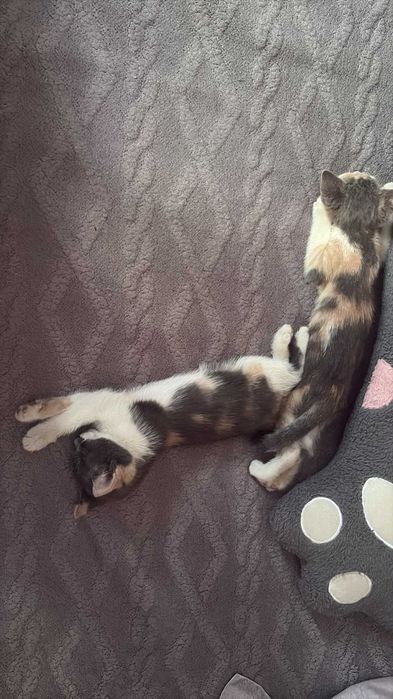 2 Котенка,девочки