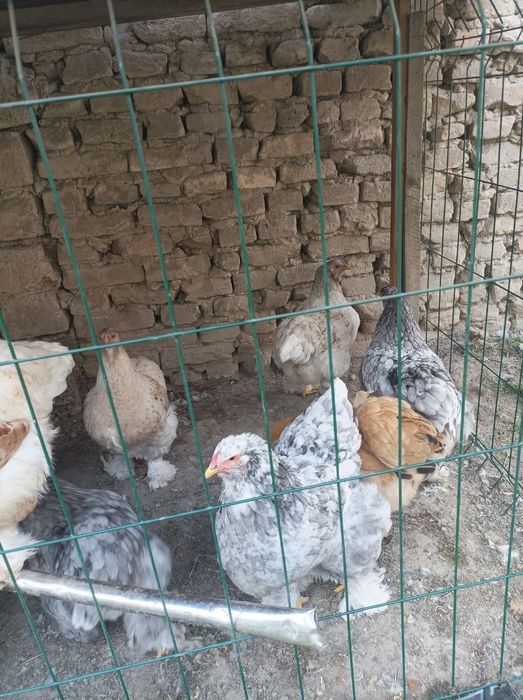 Brama Ho'rozlari sotiladi