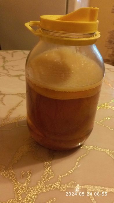 Гриб лечебный чайный