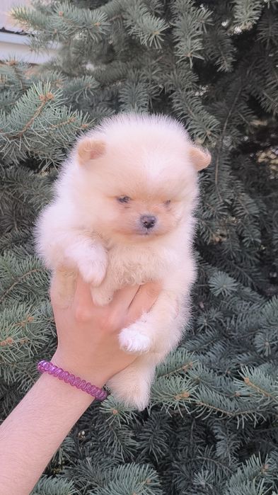 Кукольный мальчик померанского шпица