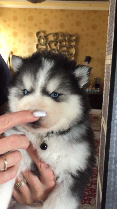 Хаски медвежонок