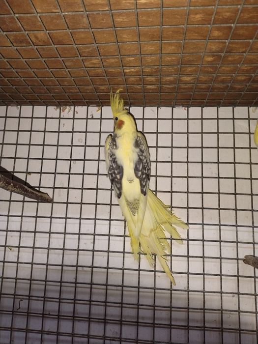 Продам попугаев: кореллы