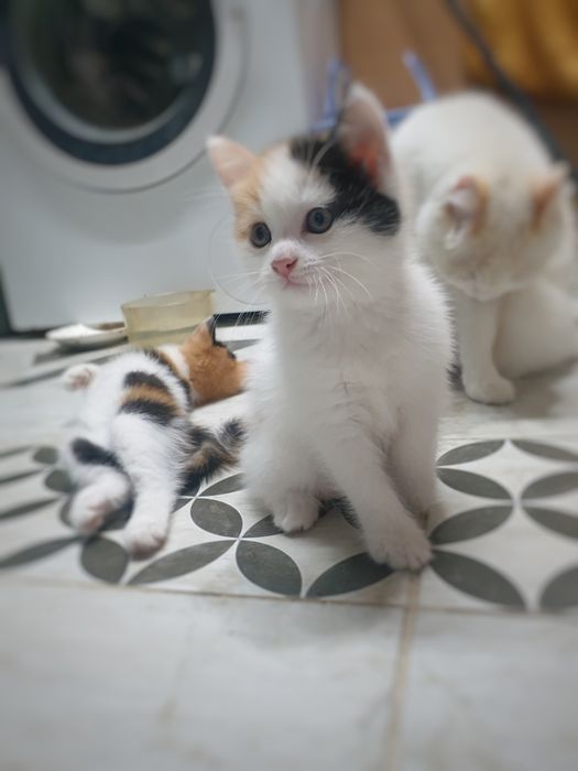 Отдам котят в добрые руки