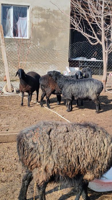 Қойлар, бараны сатылады