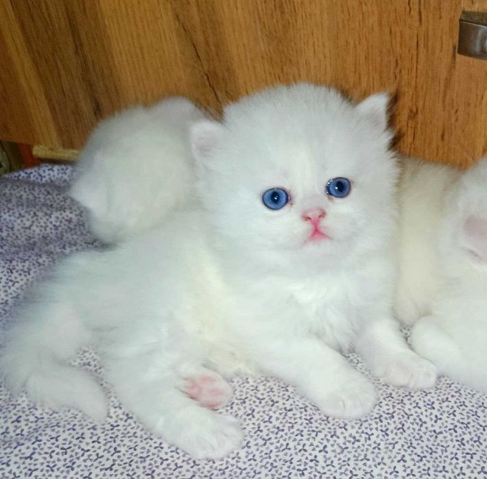 Продаются шикарные элитные  котята