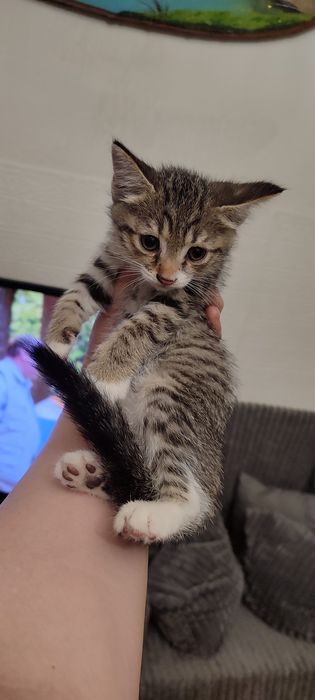 Котята 1 месячные