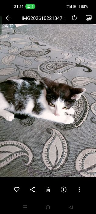 Отдам красивого котенка 2.5 мес.
