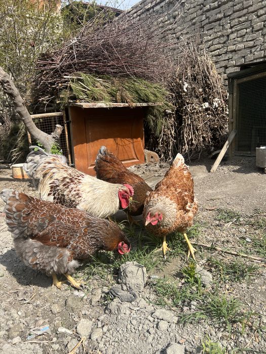 Вияндот серий золото