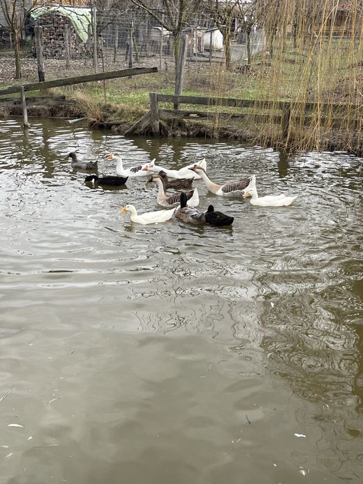 Oua de rață proaspete - crescute natural