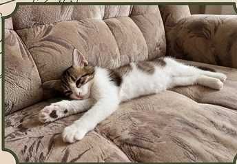 Котята бесплатно
