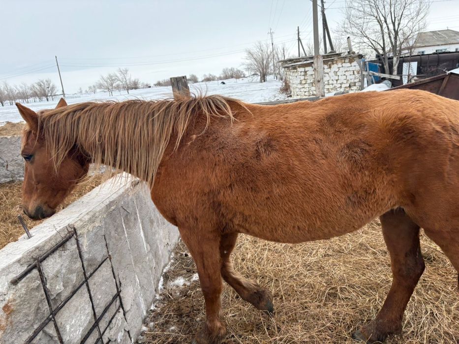 Продам 4 кобыла, 4 бие сатылады, торг бар