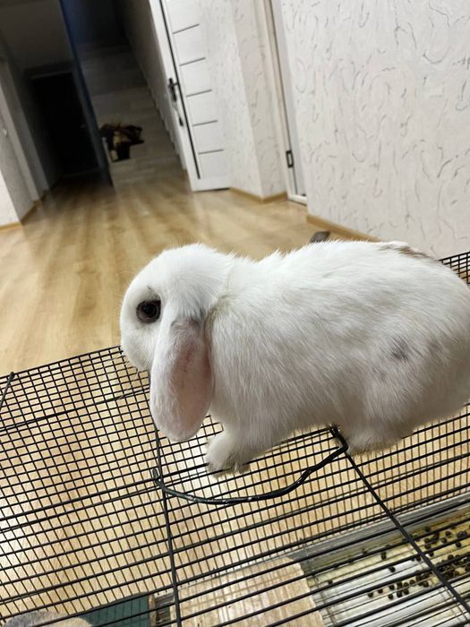 KARLIK QUYON 5 Oylik, Prifkalangan