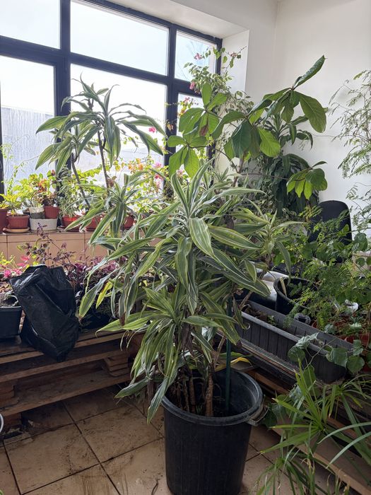 Цветы комнатные разные