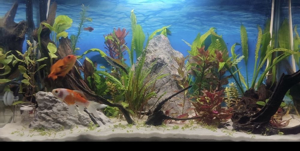 Аквариум RS-700EL – черен, пълен комплект + подаръци отлично състояние