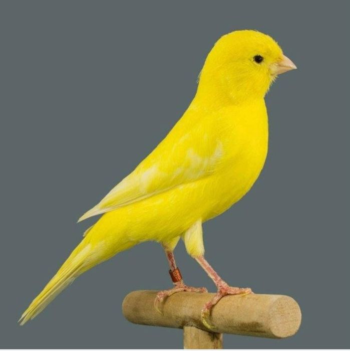 Продается канарейка