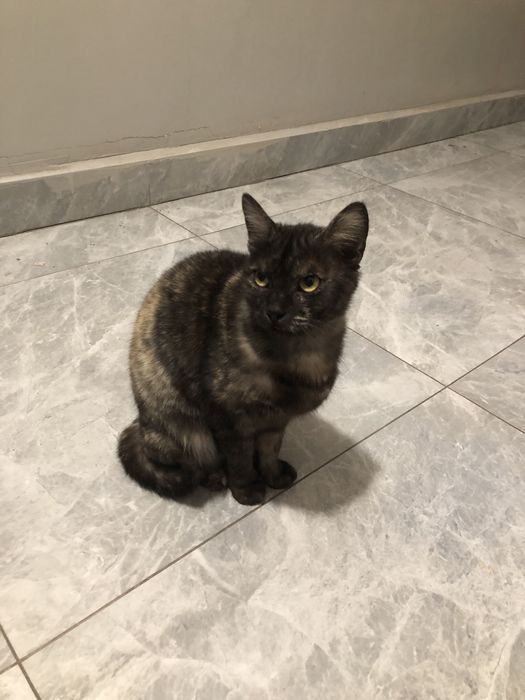 Кошка (на корм 5.000)