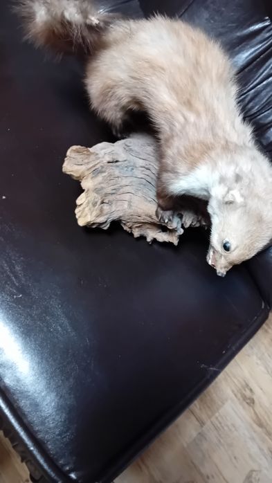 Препарирана  бялка