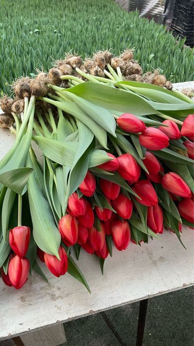 Тюльпаны Тюльпаны