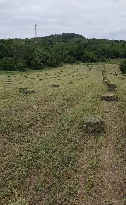 ‼️ Vand baloti de lucerna, 35 lei balotul ‼️