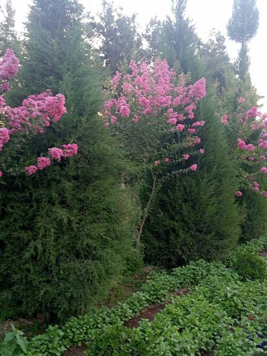 Индийский серен гуллари