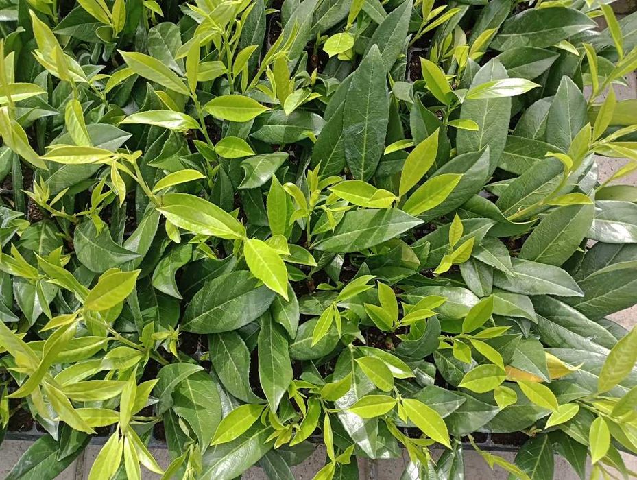 Лавровишна Novita, Caucasica в мултипалети. Производител