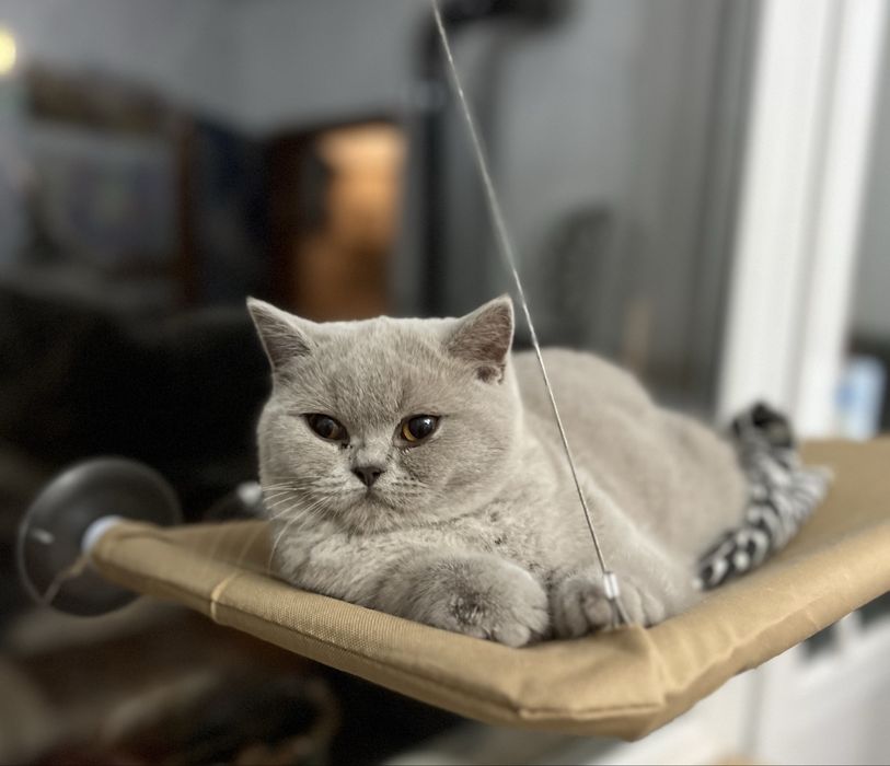 Чистокръвно Британско коте