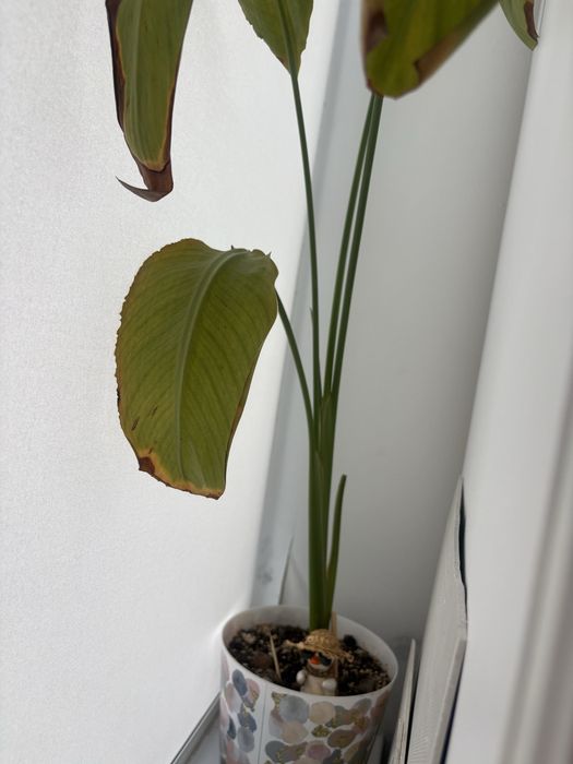 продам монстеру дубия и стрелицию