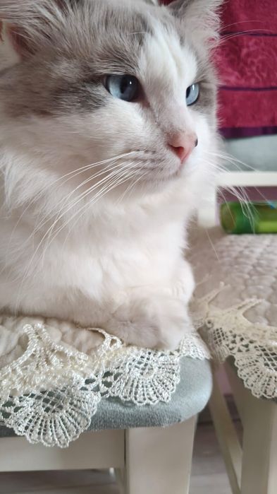 Кот Рэгдолл прадаётся