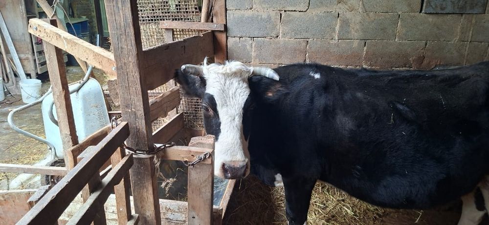 Продам корову в конце апреля будет телица