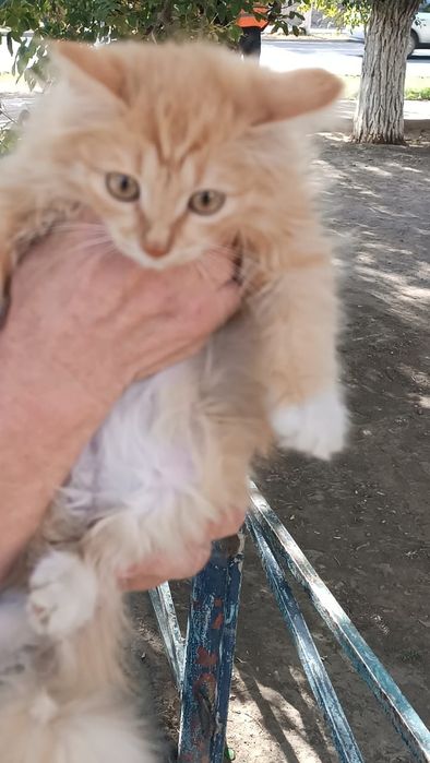 Котенок рыжий красивый