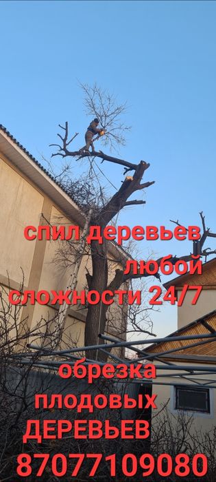 Спил деревьев Ағаш кесеміз