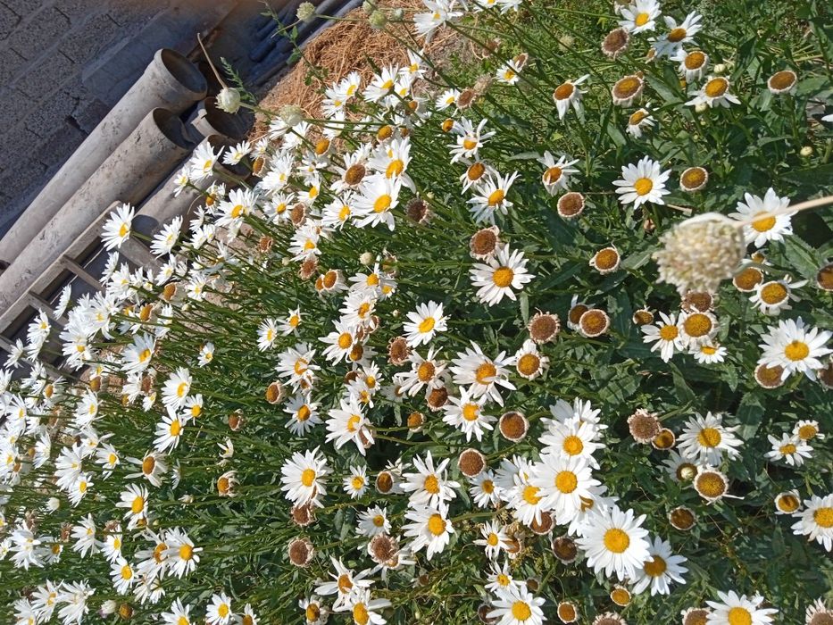 Срочно Продоётся 250 трубы оцинкованная общая длина 25 метров стандарт