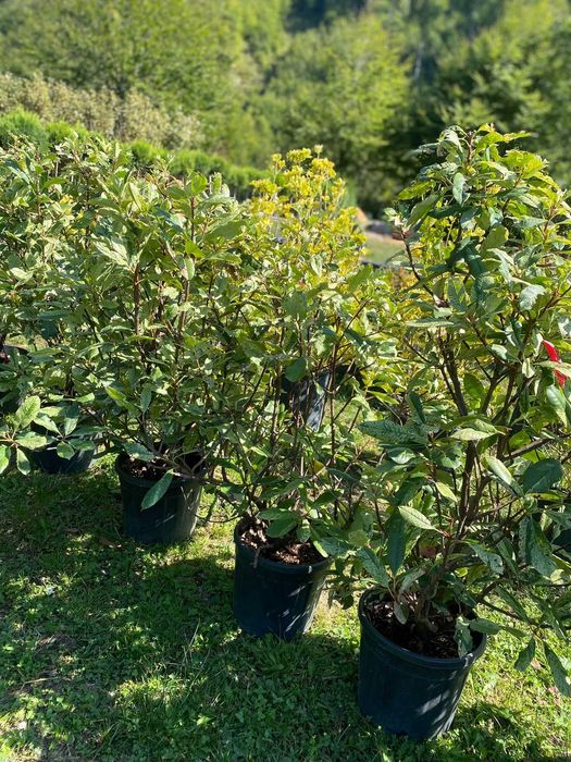 Arbori Ornamentali Maturi – Transport Propriu Inclus