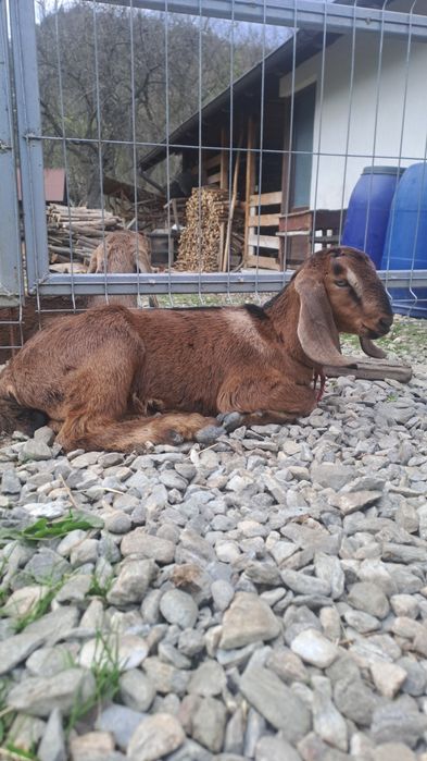 Tapisor anglo nubian