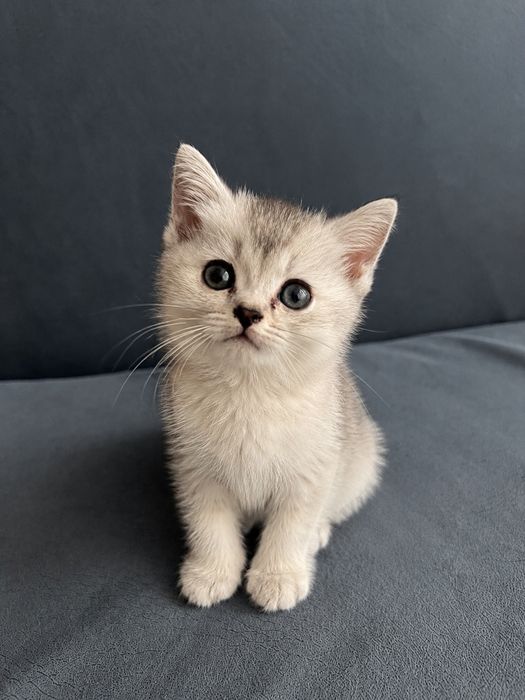 Skottish shinshilla
