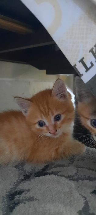 Отдам котят красивых