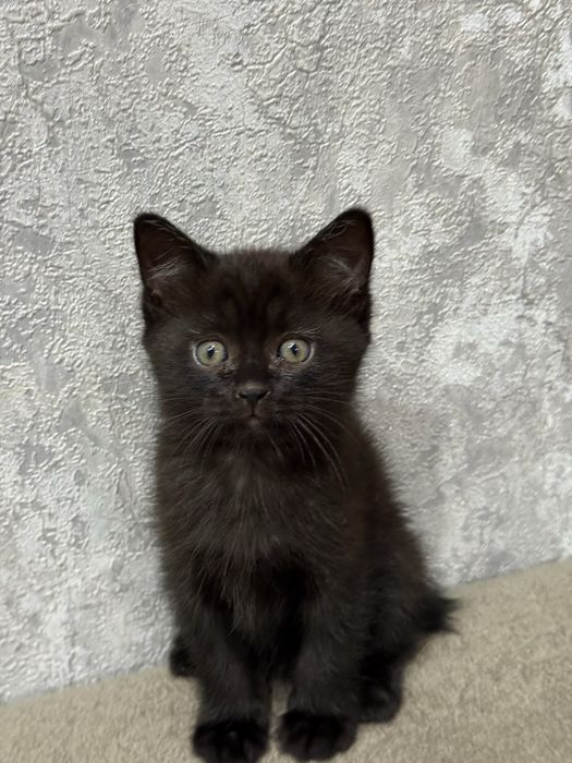 Котята  бесплатно