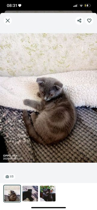 Шотландский вислоухий