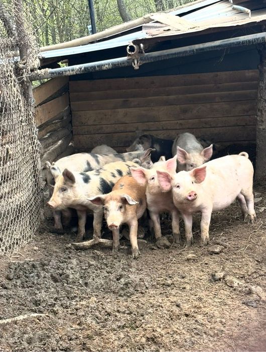 Продавам прасета