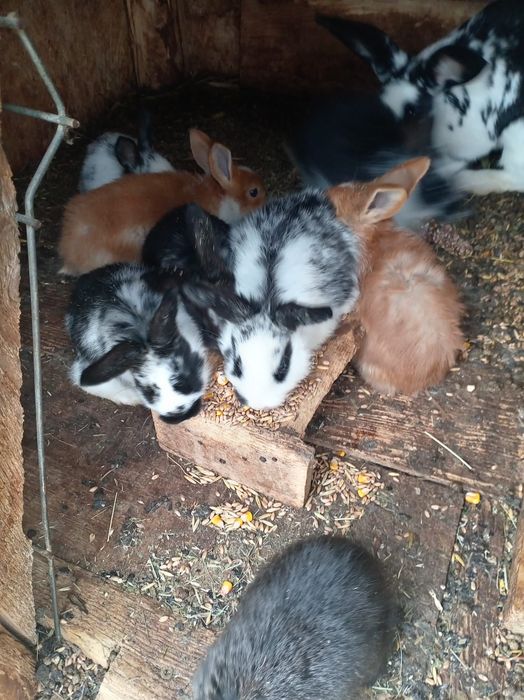 Vând Iepurii mai mici și mai mari
