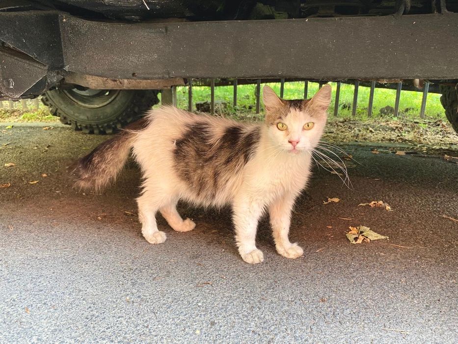 Adopție urgenta București riscă să ajungă în stradă