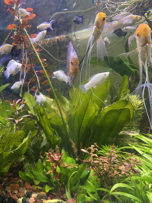 Продам аквариумные растения