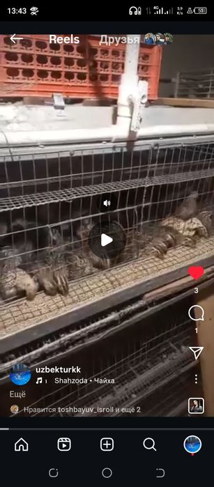 Bedana tayyor tuhum qoʻyib turibdi 15000 Dan donasi 600 tadan koproq