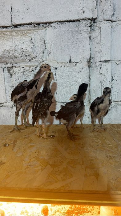 Бойцовые цыплята Дакан