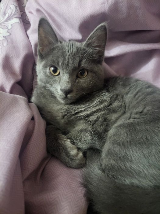 Котёнок 300 тыс.