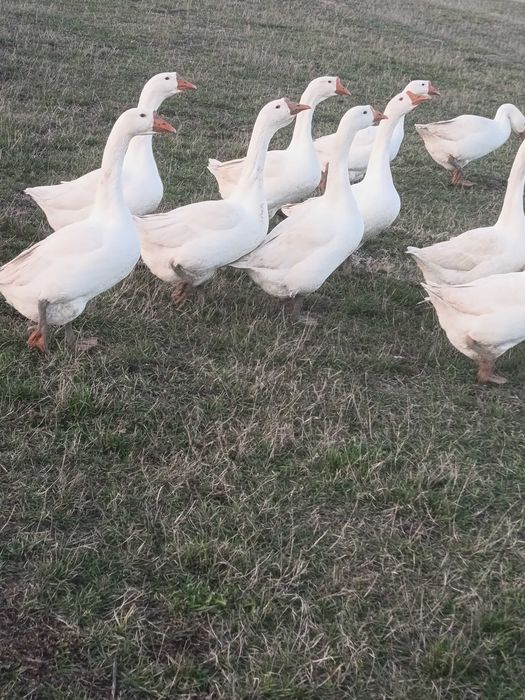 Gaste și gâscani rasa africana